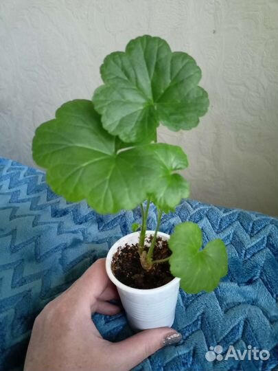 Герань Blanche Roche полумахровая