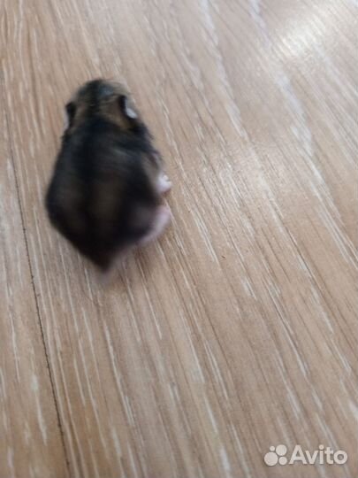 Хомяк маленький