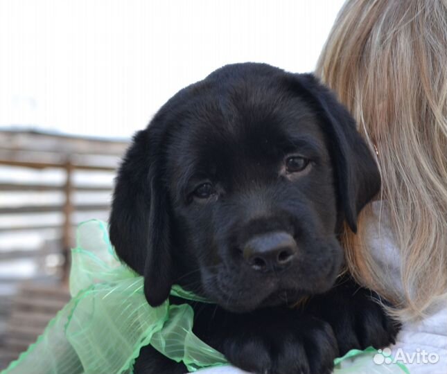Мальчики лабрадор ретривер