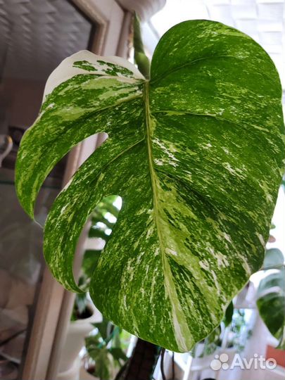 Монстера борзига вариегатная