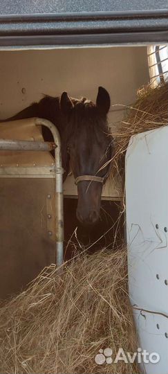 Конеперевозки