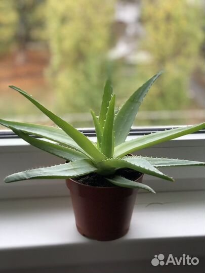 Комнатные цветы, любителей приглашаю в профиль)