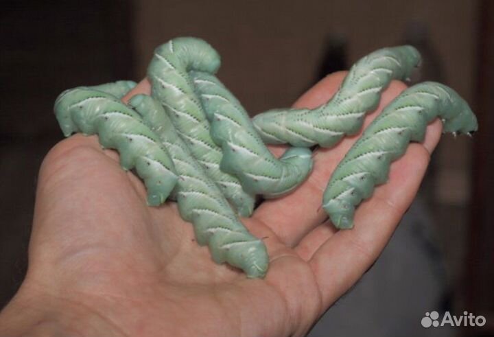 Бражник, туркм.арген. мадогаскр.тараканы, саранча