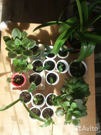 Комнатные растения и цветы