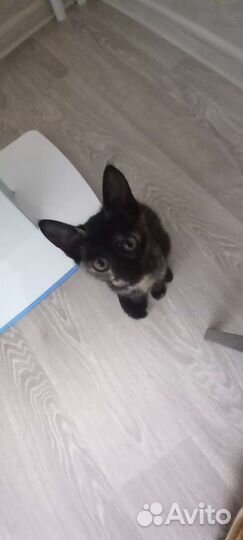 Кошка 3 месяца