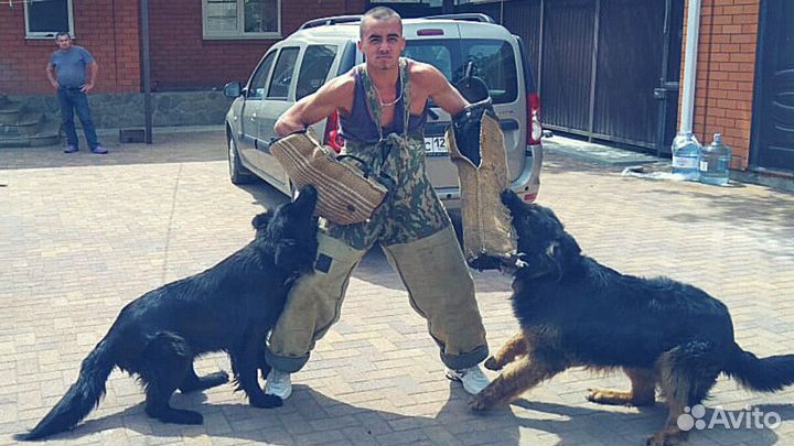 Дрессировка с передержкой собак