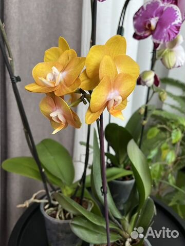 Орхидея фаленопсис Лас-Вегас