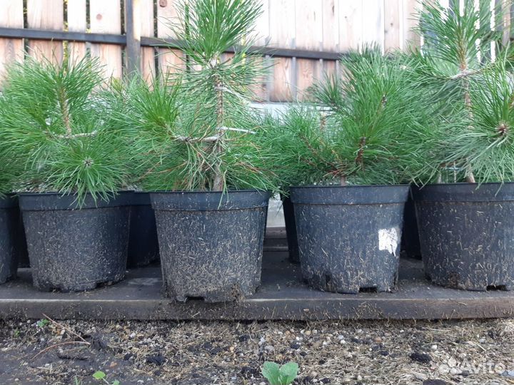 Саженцы сосны чёрной
