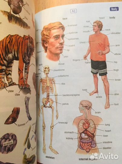 Longman англо-русский словарь (без диска)