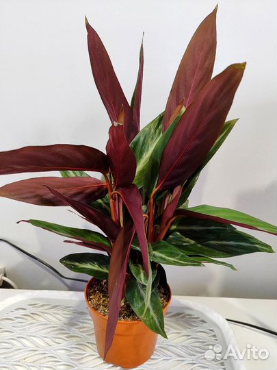 Строманта марун d14