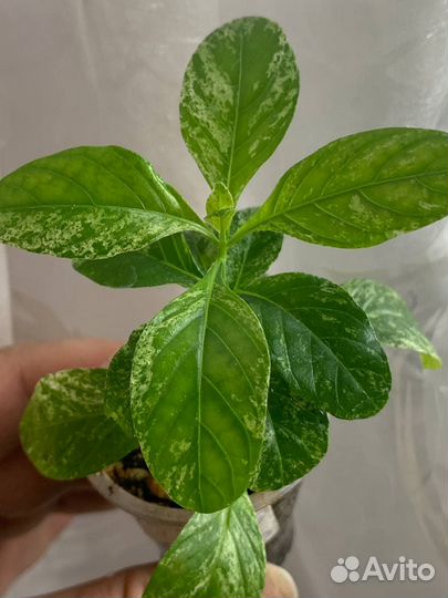 Кроссандра вариегатная