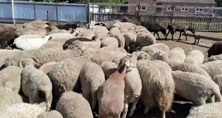 Овцы бараны на курбан