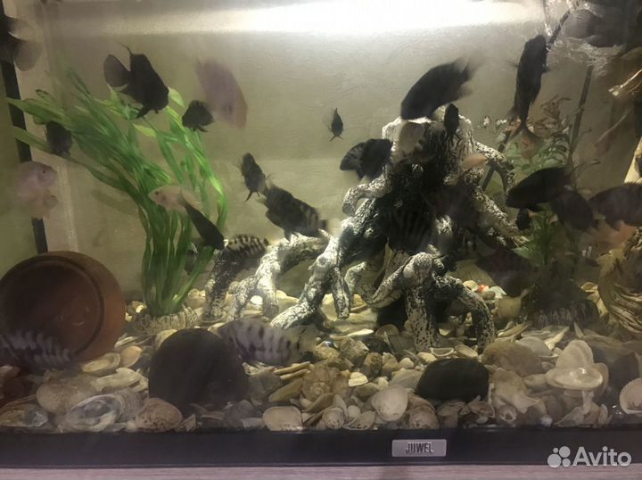 Продам аквариум 129 литров Jewel с рыбками