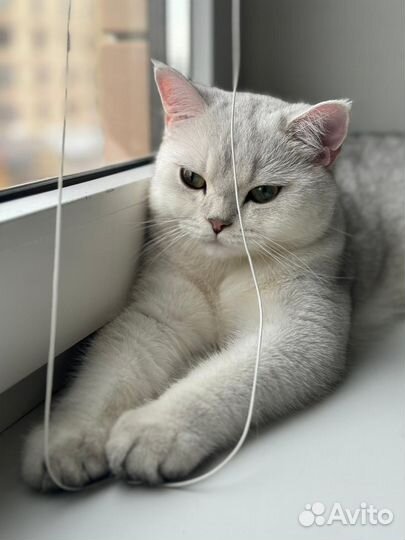 Кот на вязку