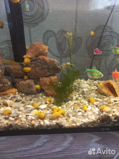 Улитки аквариумные ампулярии