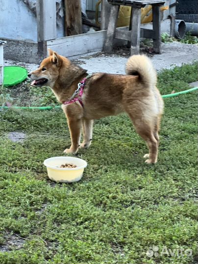 Сиба девочка