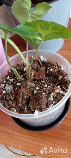 Сингониум Панда