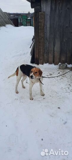 Продаётся рабочий кобель