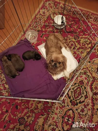 Щенки пекинеса