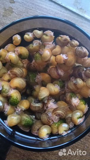 Рыбки мулинезии