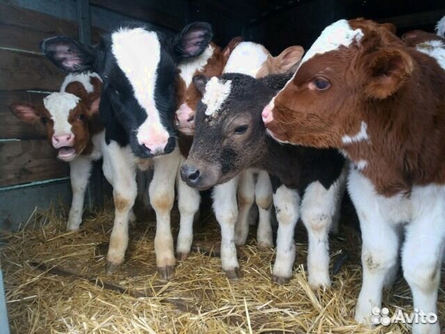Отборные телята бычки быстрая доставка
