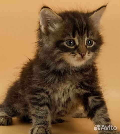 Красивые пушистики