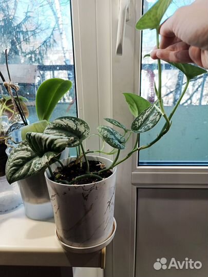 Сциндапсус экзотика