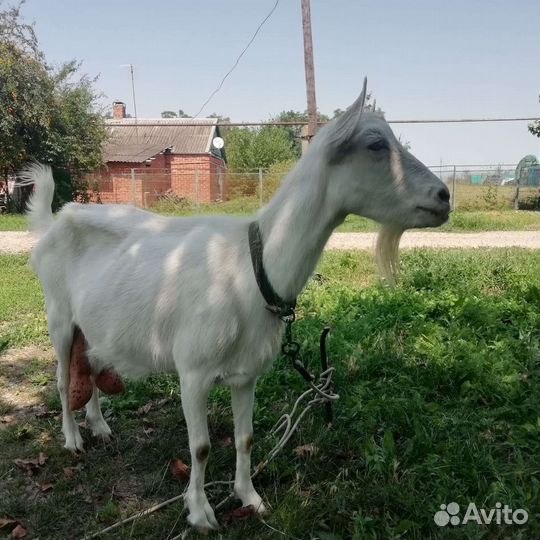 Коза дойная молочная