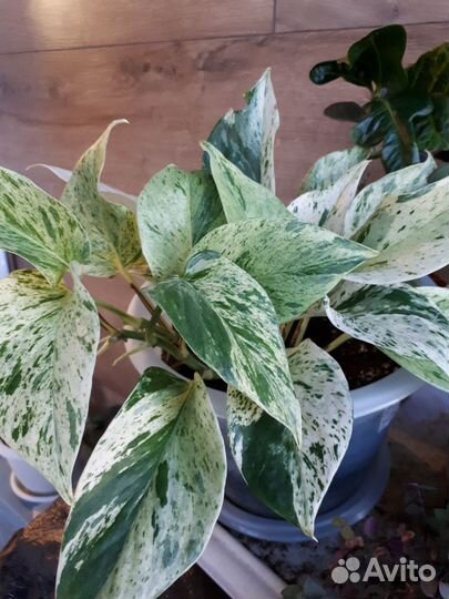 Сциндапсус