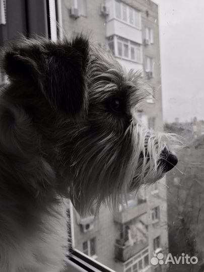 Джек рассел терьер