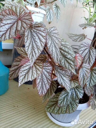 Бегония Кейн