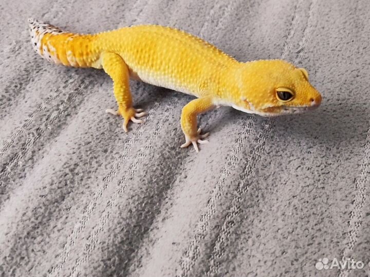 Эублефар самец на вязку