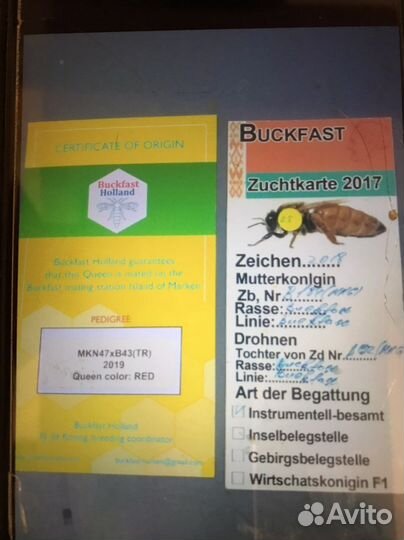 Матки бакфаст Ф -1 пчелопакеты пчелосемья
