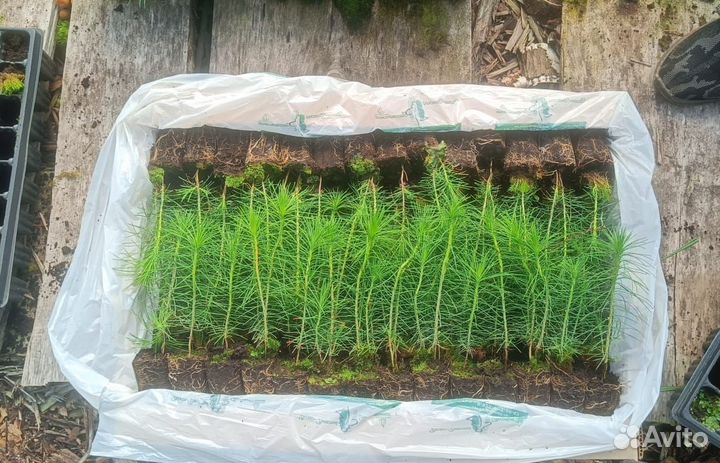 Сеянцы сосны зкс