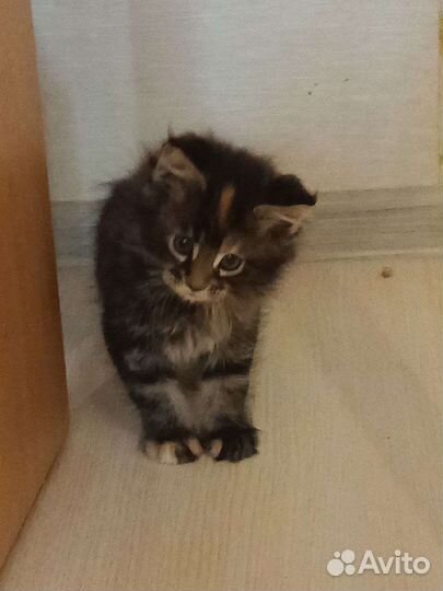 Котята мейн-кун
