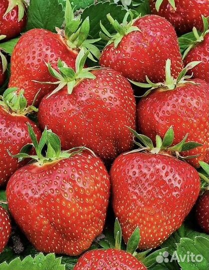 Рассада клубники фриго