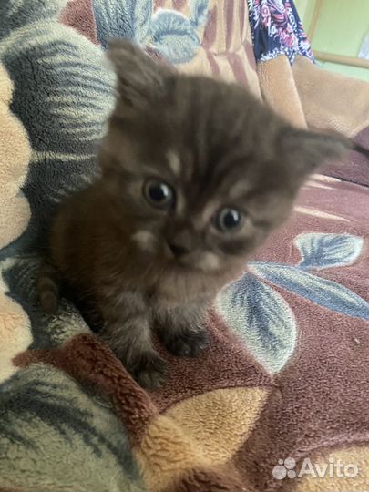 Британская кошечка