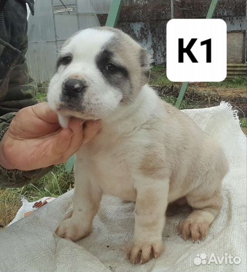 Среднеазиатская овчарка. сао. Алабай