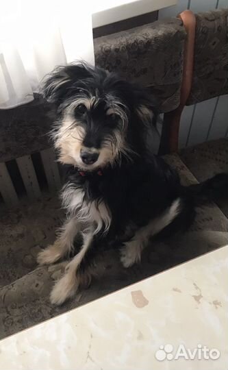 Собаки в добрые руки