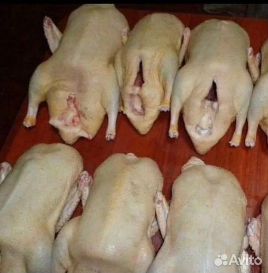 Мясо птицы