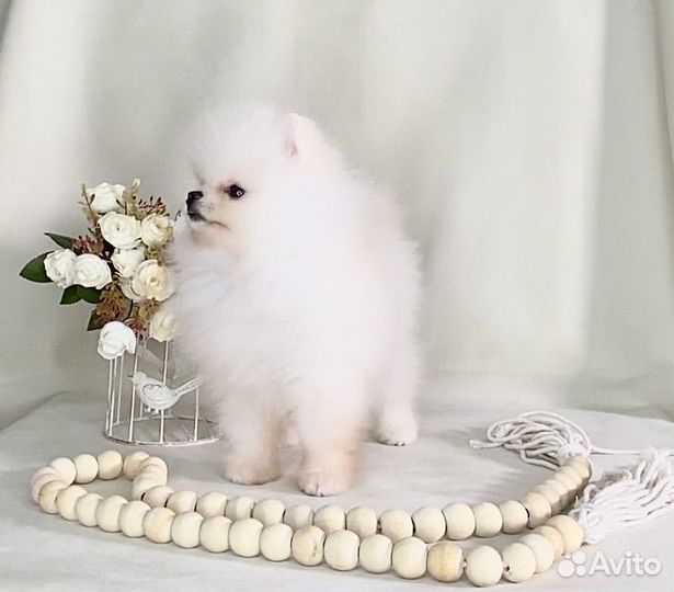 Мальчик шпиц мишка