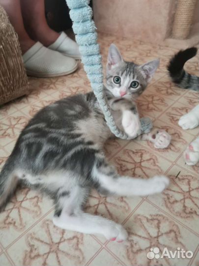 Серенький котёнок Лёлик