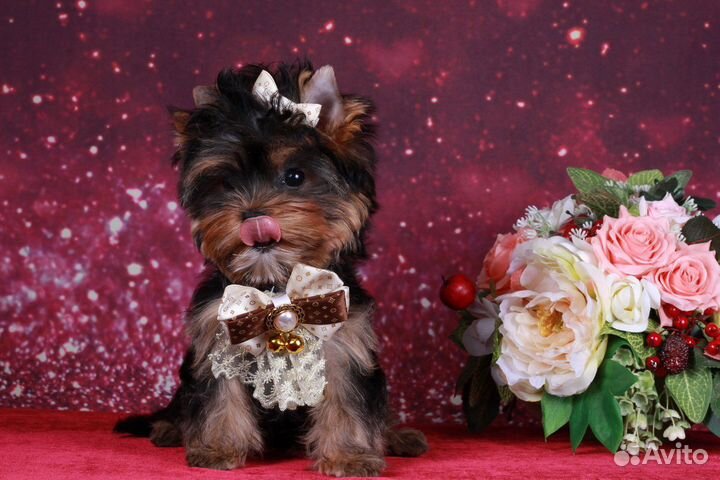 Йоркширский терьеры большой выбор щенков