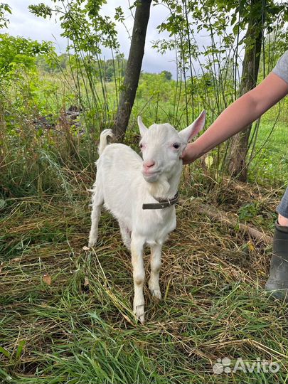 Козел и козлики