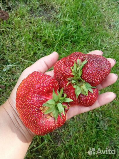 Саженцы клубники
