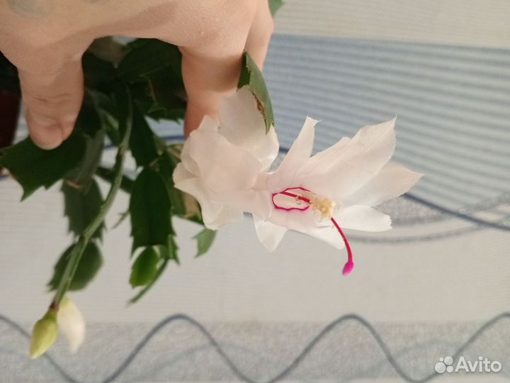 Белый Декабрист шлюмбергера