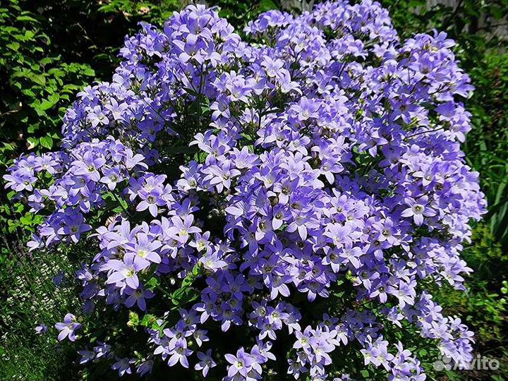 Колокольчик молочноцветковый многолетний