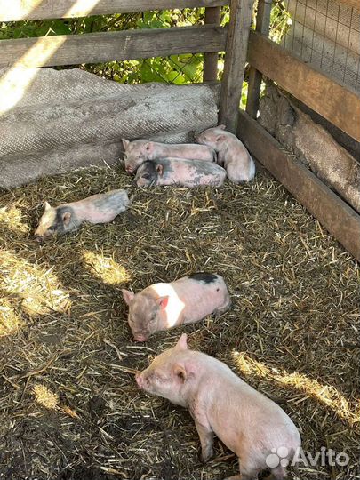 Поросята