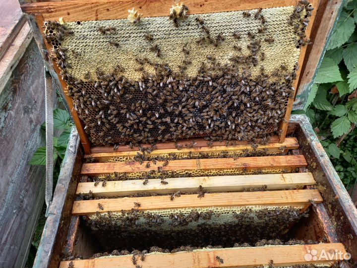 Пчёло семьи 10000 семья, пакет 3+1.Средняя Ахтуба