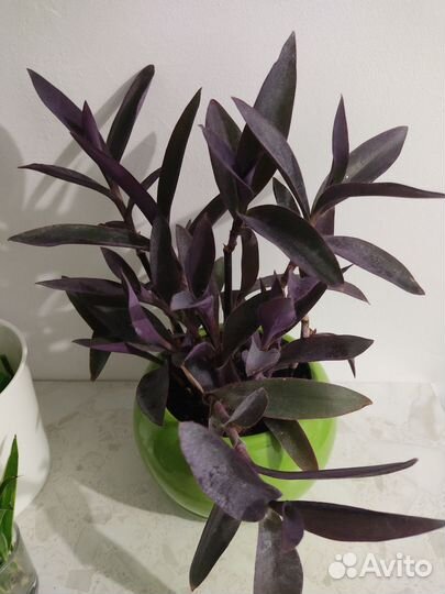 Традесканция фиолетовая